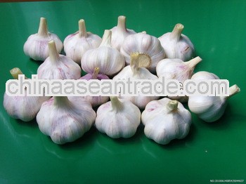 2013 new crop Chinese garlic supplier in Jinxiang