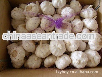 2013 new crop fresh purple garlic