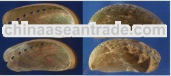 Long or Ear Abalone Shell