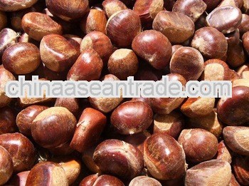 5kg bags new fresh chestnut