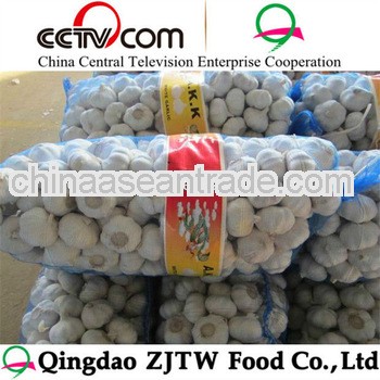 5kg chinese fresh pure white garlic in mesh bag for spice vegetable buyer
