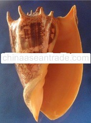 Seashell Voluta imperialis