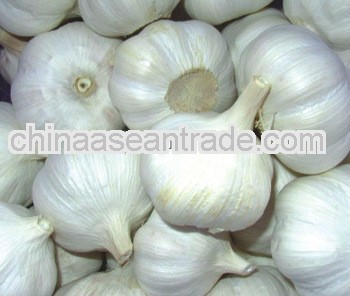 Best Price 6cm or up Fresh Garlic Price