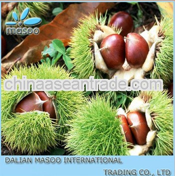 Best Quality, Lower Price Fresh Chinese Chestnuts For Sale(2013 New Crop).
