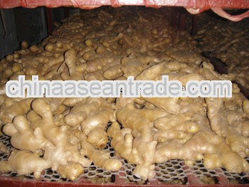 Chinese Fresh fat giant big natural mature ginger