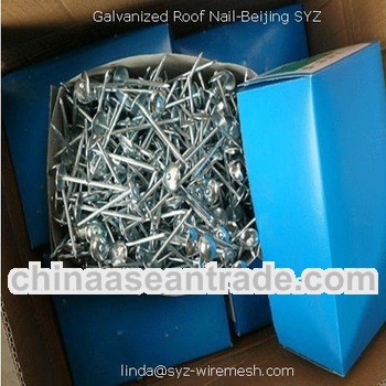 Electro galvanized umbrellad head ring shank nail 8boxes/carton