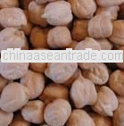 Evergreen quality Chick peas 14 mm For Sierra Leone