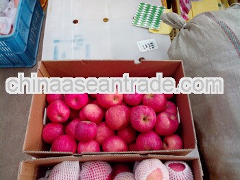 Fresh yantai fuji apple for Malaysia market