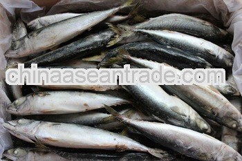 Frozen pacific mackerel 200/300g