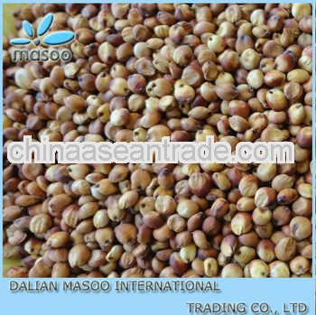 Grain Sorghum Red Color For Sale