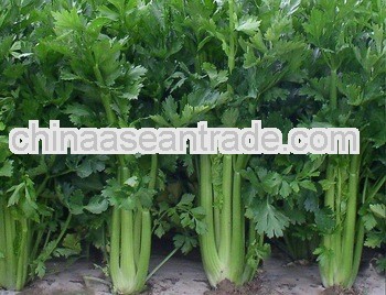 High Quality Celery Seed Extract