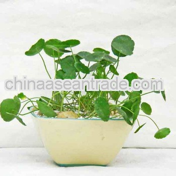 High Quality Centella Asiatica Extract