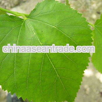 High Quality Mulberry Leaf Extract