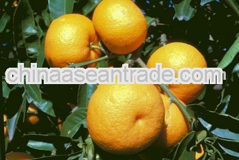 High quality Citrus Aurantium Extract