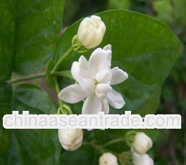 High quality Jasmine Tea 40% Plyphenols