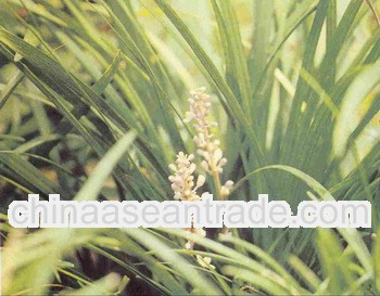 High quality Ophiopogonis Extract 10:1