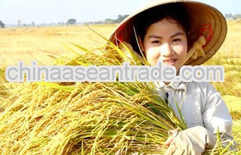 Highest Quality White Rice Origin 