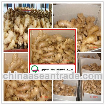Hot sell New crop air dried ginger price