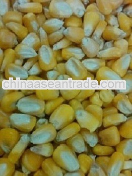 Indian-Dry Yellow Maize For Sweden