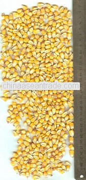 Indian Origin Yellow Corn For Zambia