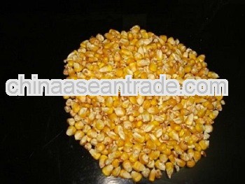 Indian Origin Yellow Maize For Burundi