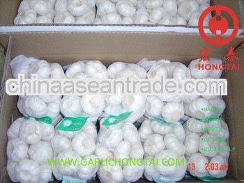 Jinxiang Pure White Garlic 5.5CM Price