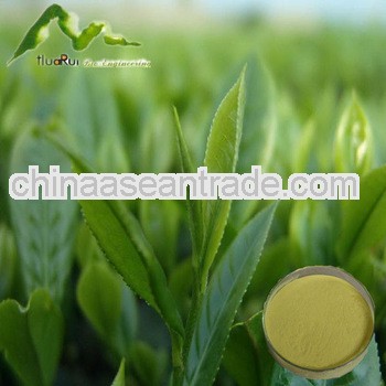 KOSHER Tea Polyphenol, Catechin, EGCG Natural Green Tea Exrtact