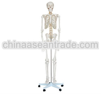 Medical anatomy Mini size skeleton(85CM) human skeletons for sale