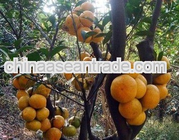 Nanfeng Baby Mandarin and Navel Orange