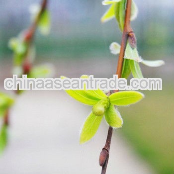 Natural White Willow Bark Extract Salicin 10%-98%