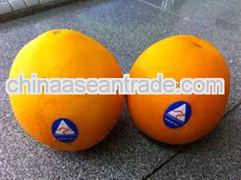 Navel orange for sale