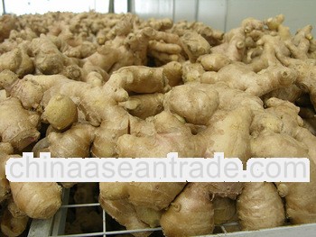 New crop fresh ginger in 