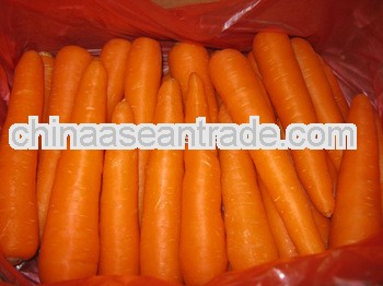 New fresh carrot