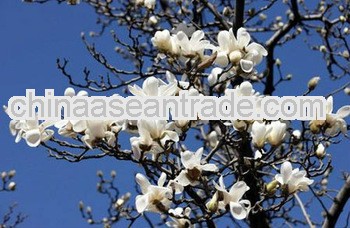 Pure nature Magnolia Extract Powder 90%