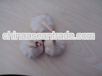 Pure white garlic 4.5cm