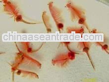 Supply High hatch rate artemia cysts 85% for fish and shrimp