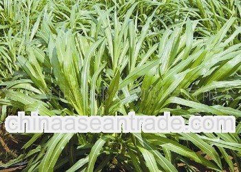 Supply Hybrid Pennisetum Energy Fuel Grass Seeds