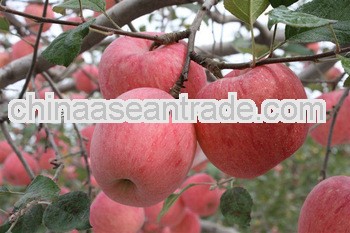 Thin skin and sweet Fuji Apple Fruits