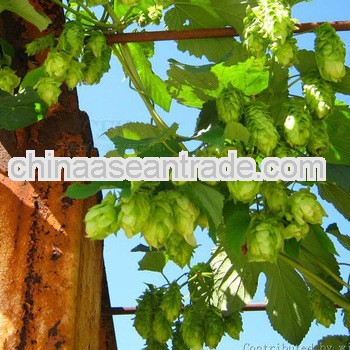 Top Quality Humulus Lupulus L. Extract