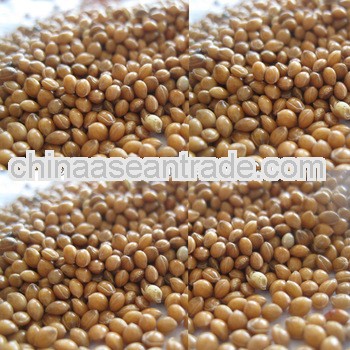 Yellow millets