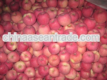 china wholesale prices apple fruit
