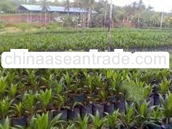 Supergene Palm Oil Seedlings ( plants )