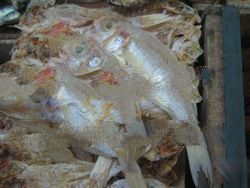 Threadfin bream(Bisugo)