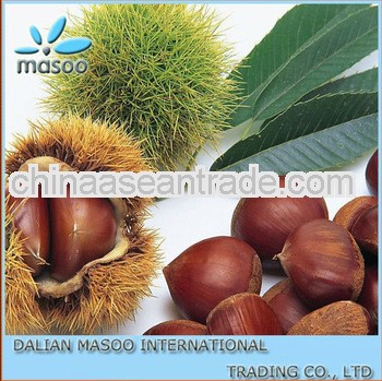 export standard 40-60,60-80 2013 crop Fresh Chestnut