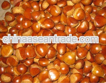 fresh chestnut for sale with factory best price
