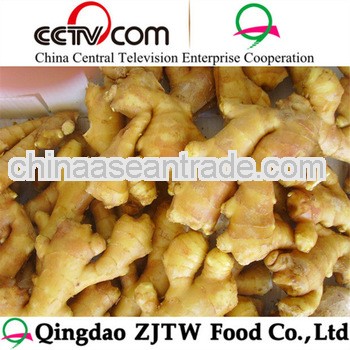 fresh ginger product export the world market