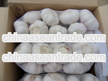 fresh pure white garlic/normal white garlic crop 2013