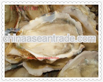 frozen oysters HACCP seafood