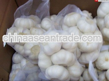 high standard white garlic on sale