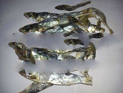 Herring Dried Fishes